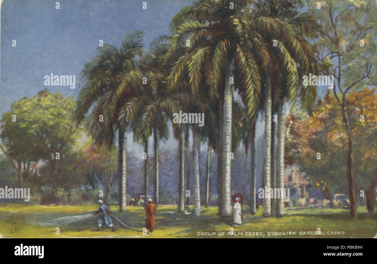 732 Gruppo di palme, Esbekieh giardino, Il Cairo. (Bni 420406) Foto Stock