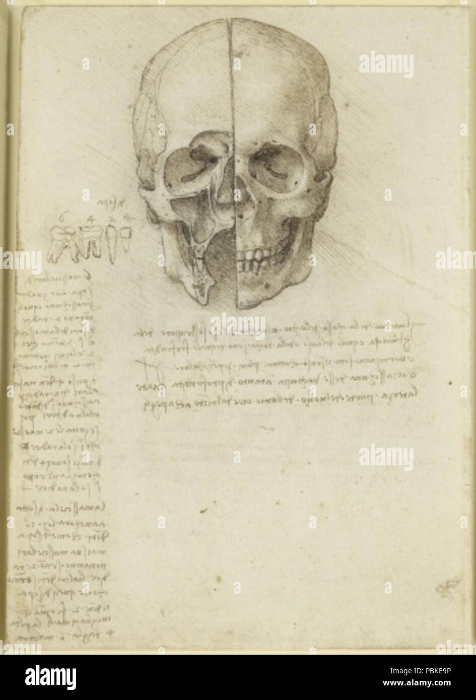 748 Egli cranio sezionata. Il retro- Il cranio sezionato 1489 Foto Stock