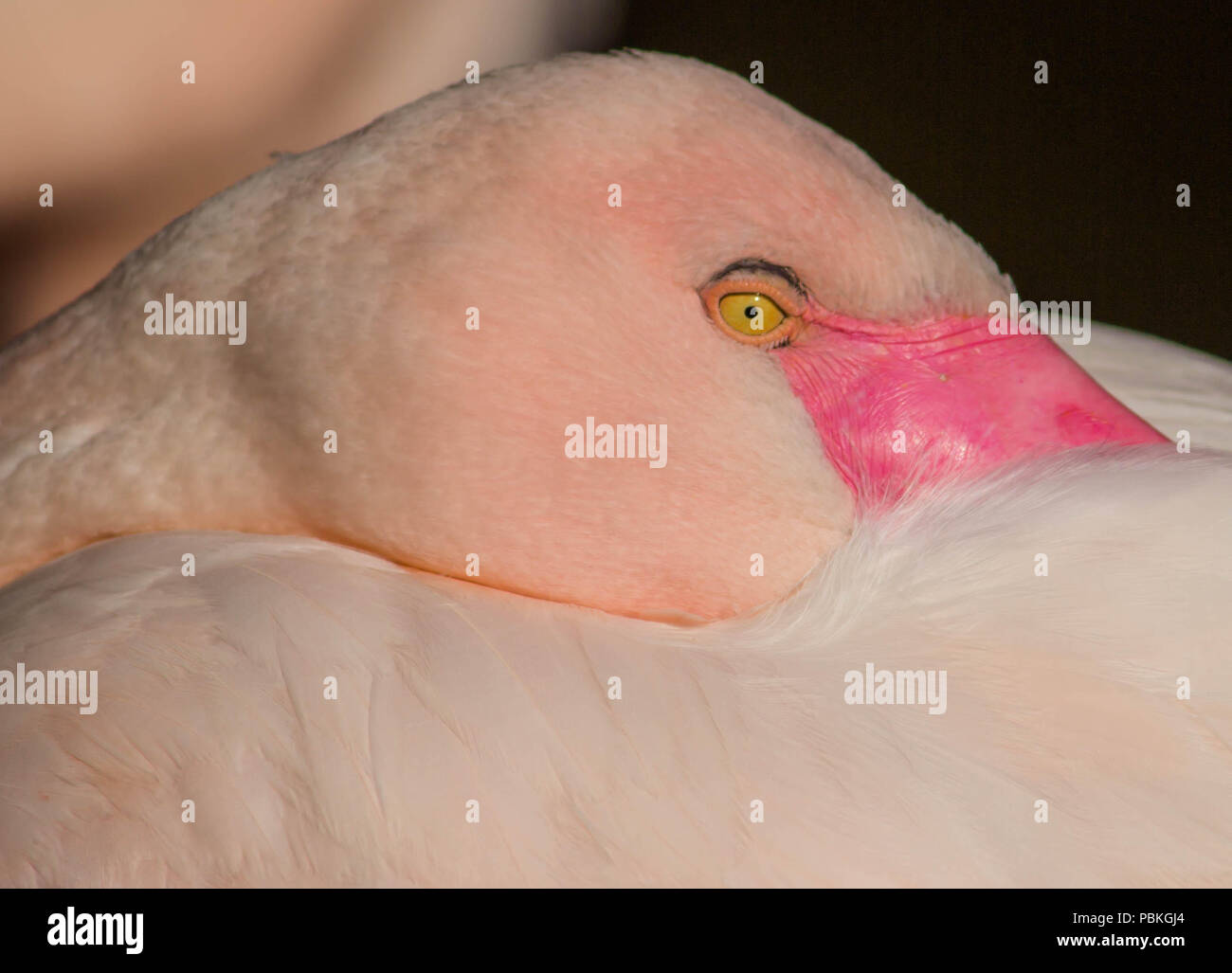 Splendido Flamingo Foto Stock