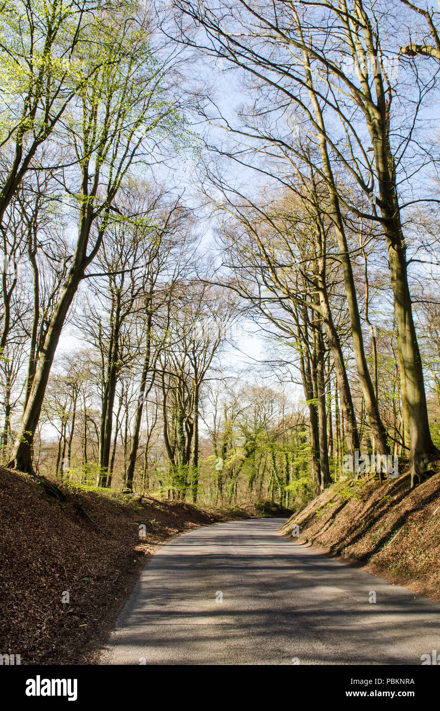 Single-track paese lane scorre attraverso il bosco in The Chiltern Hills nell Inghilterra del sud. Foto Stock