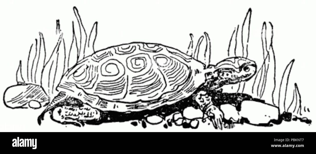 886 Grande Disegno di tartaruga Foto Stock