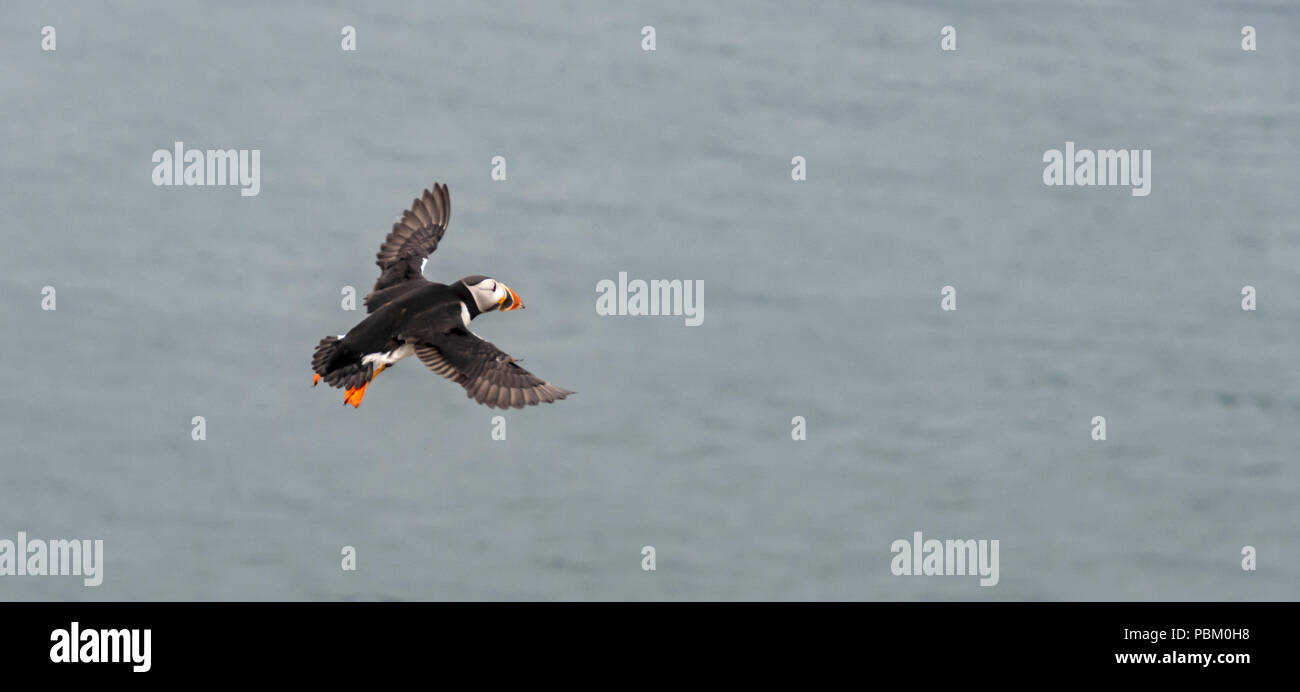 Atlantic pulcinelle di mare sulle isole farne Foto Stock
