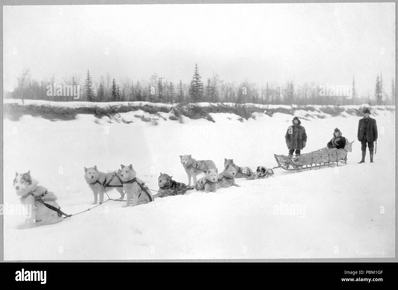 Cani da slitta 1900-1927 team Foto Stock