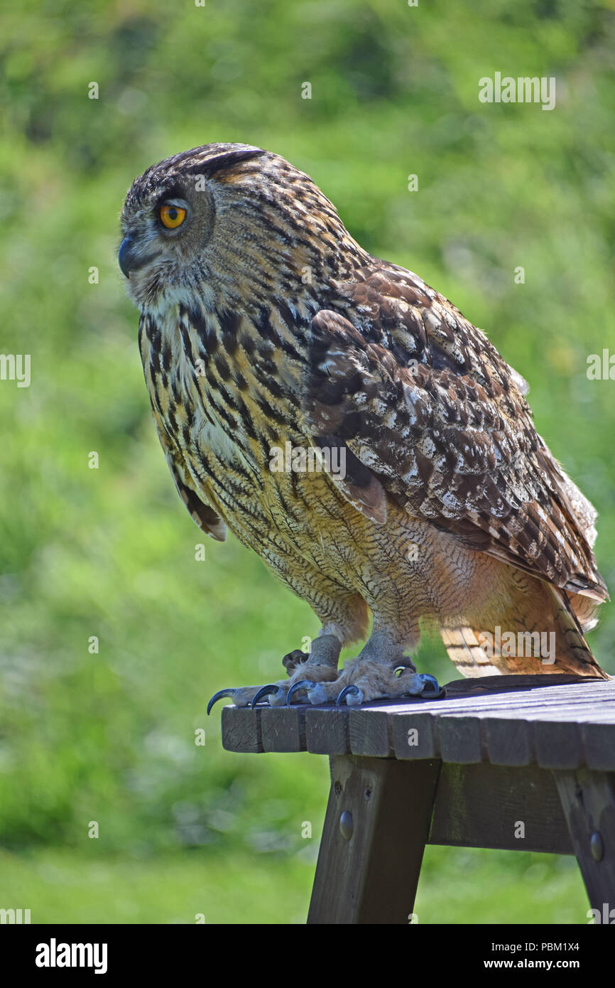 Il gufo reale, il display di falconeria, Fife, Scozia Foto Stock