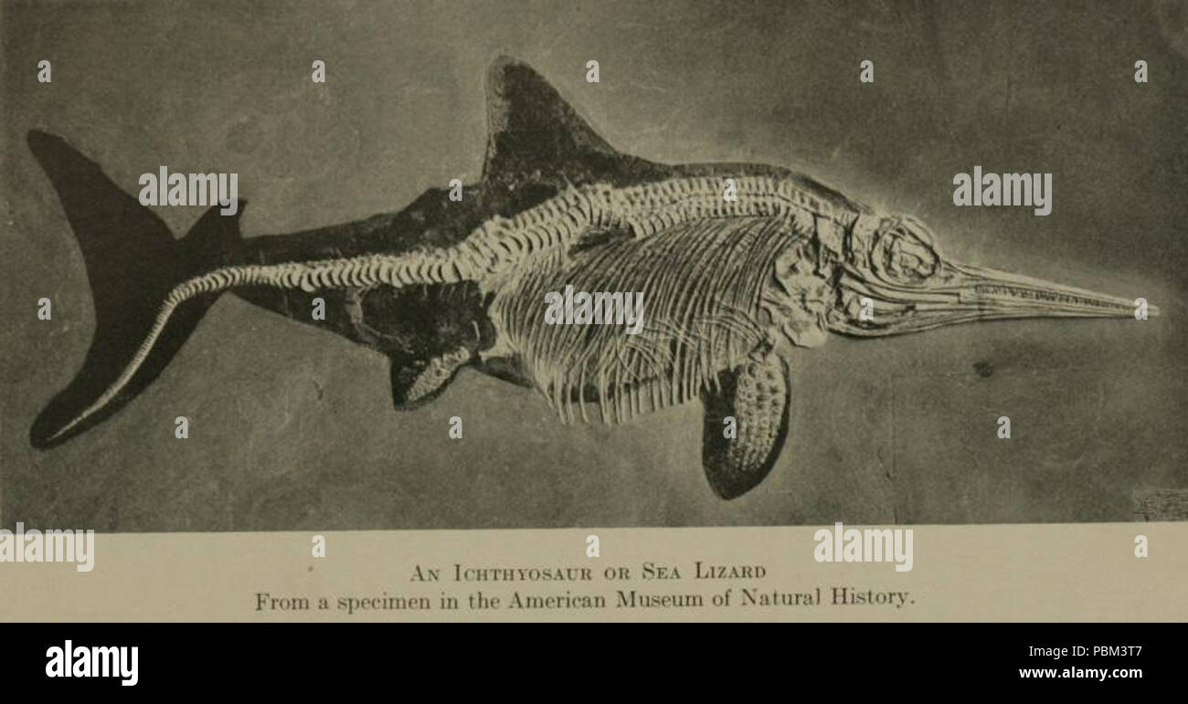 786 Ickthyosaur MNH Foto Stock