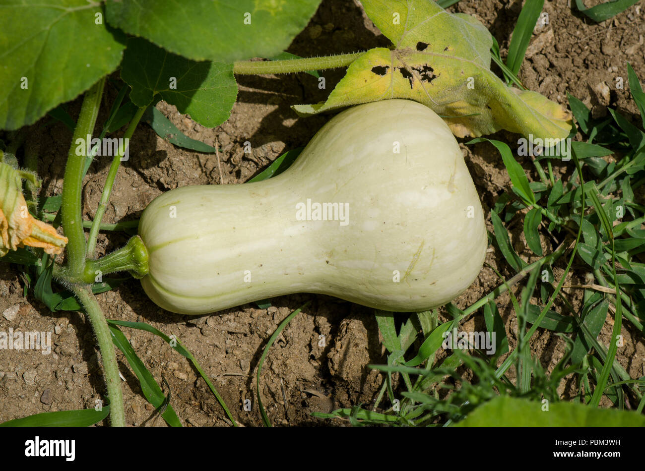 Acerbi Zucca (Cucurbita moschata), butternut zucca o gramma, crescendo in un orto. Foto Stock