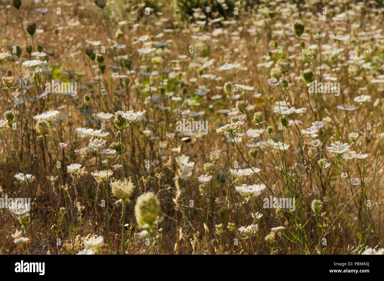Nel campo dopo l'estate con, Daucus carota, wild carota, Bird's Nest, vescovo di pizzo, e Queen Anne's pizzi, Spagna. Foto Stock