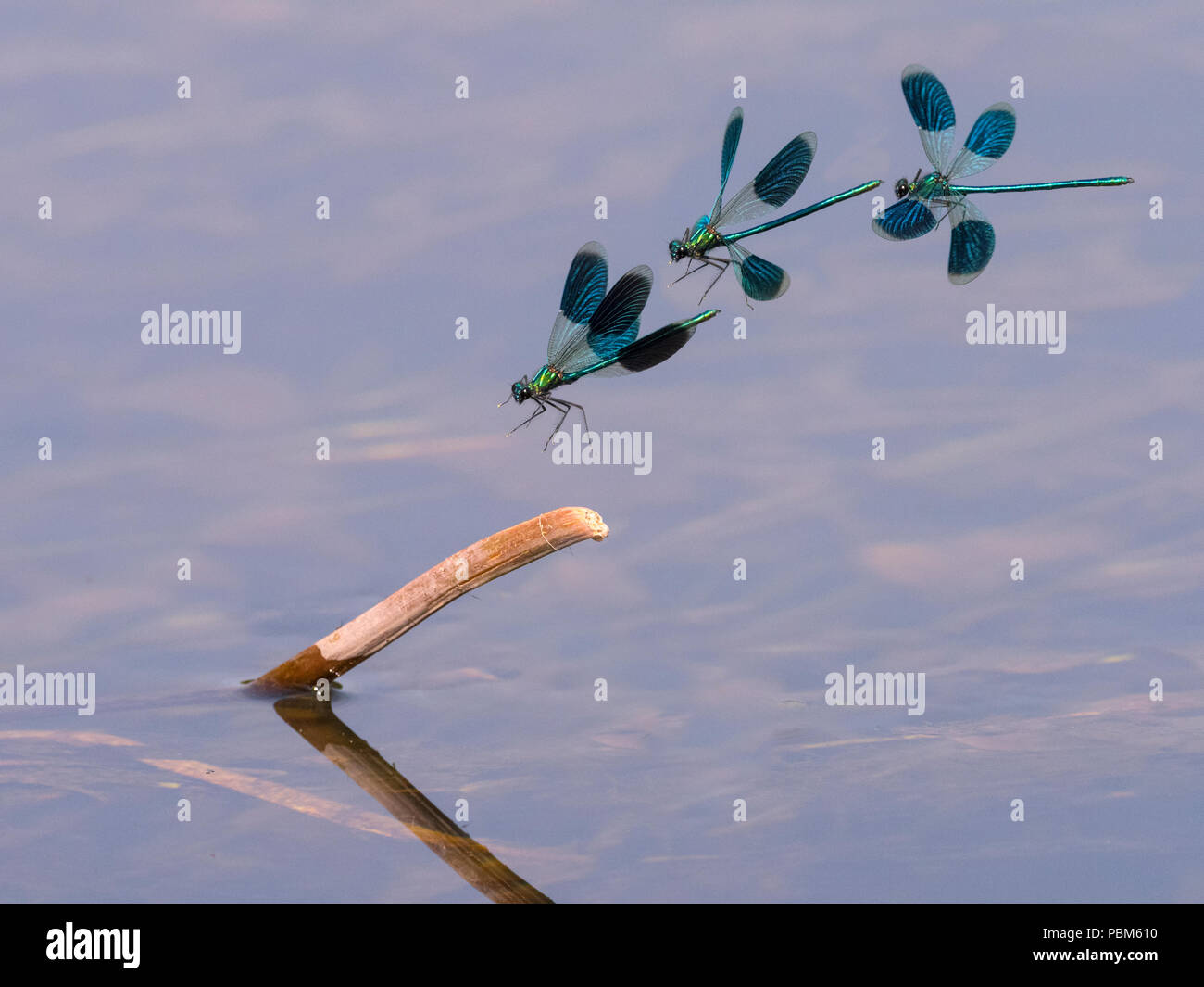 Maschio Bandiato Demoiselle Calopteryx splendens sequenza di volo fiume wensum Norfolk Foto Stock
