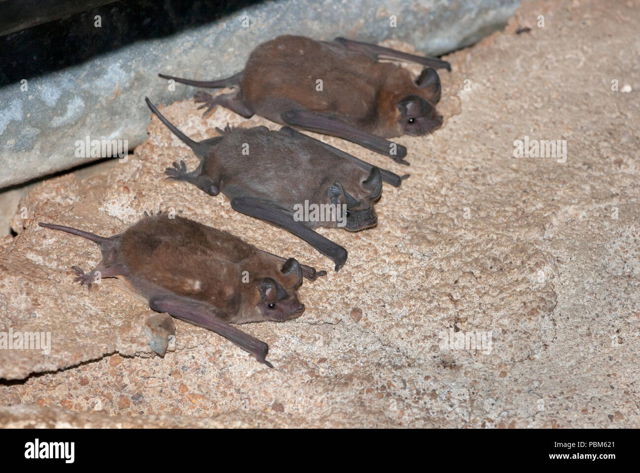 Poco africana libera-tailed bats (Chaerephon pumilus) sotto il tetto di un edificio rurale in Kenya. Foto Stock
