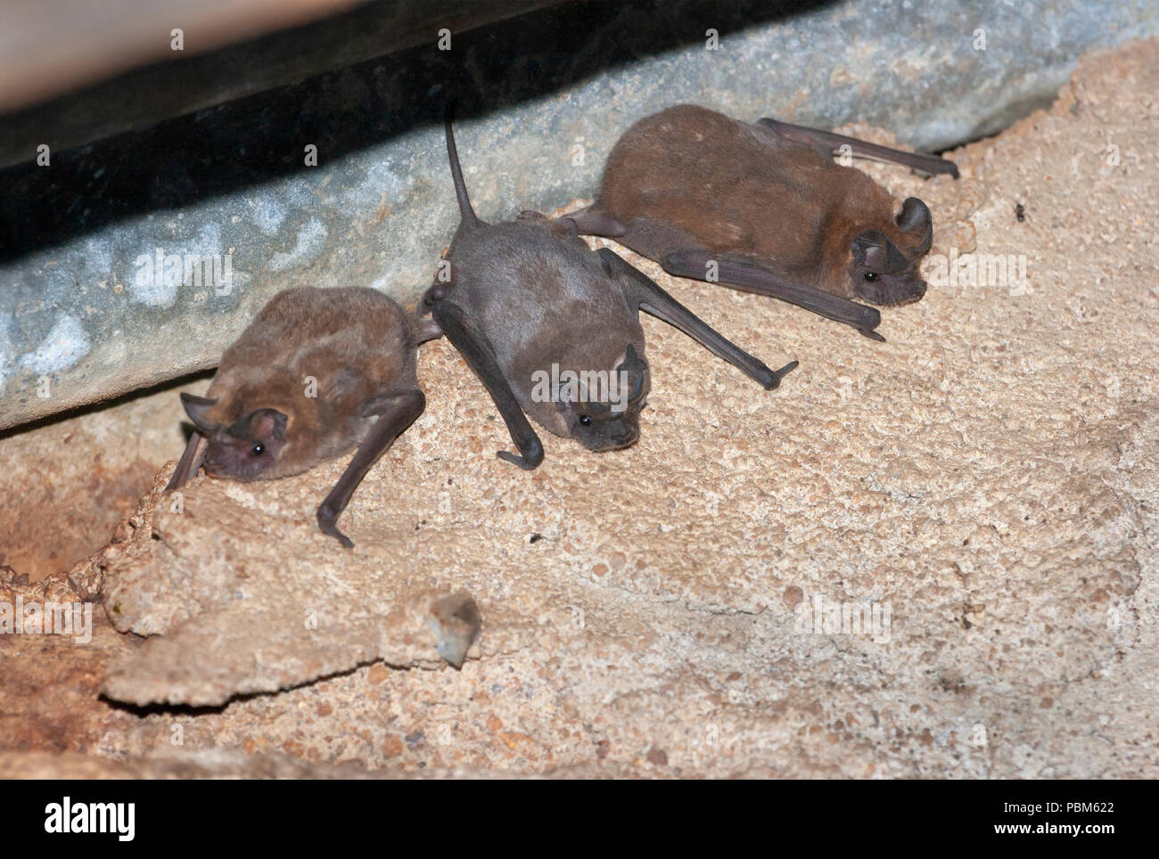 Poco africana libera-tailed bats (Chaerephon pumilus) sotto il tetto di un edificio rurale in Kenya. Foto Stock