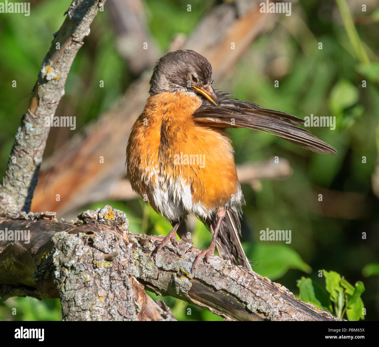 American robin (Turdus migratorius) piume di pulizia dopo il bagno, Iowa, USA Foto Stock