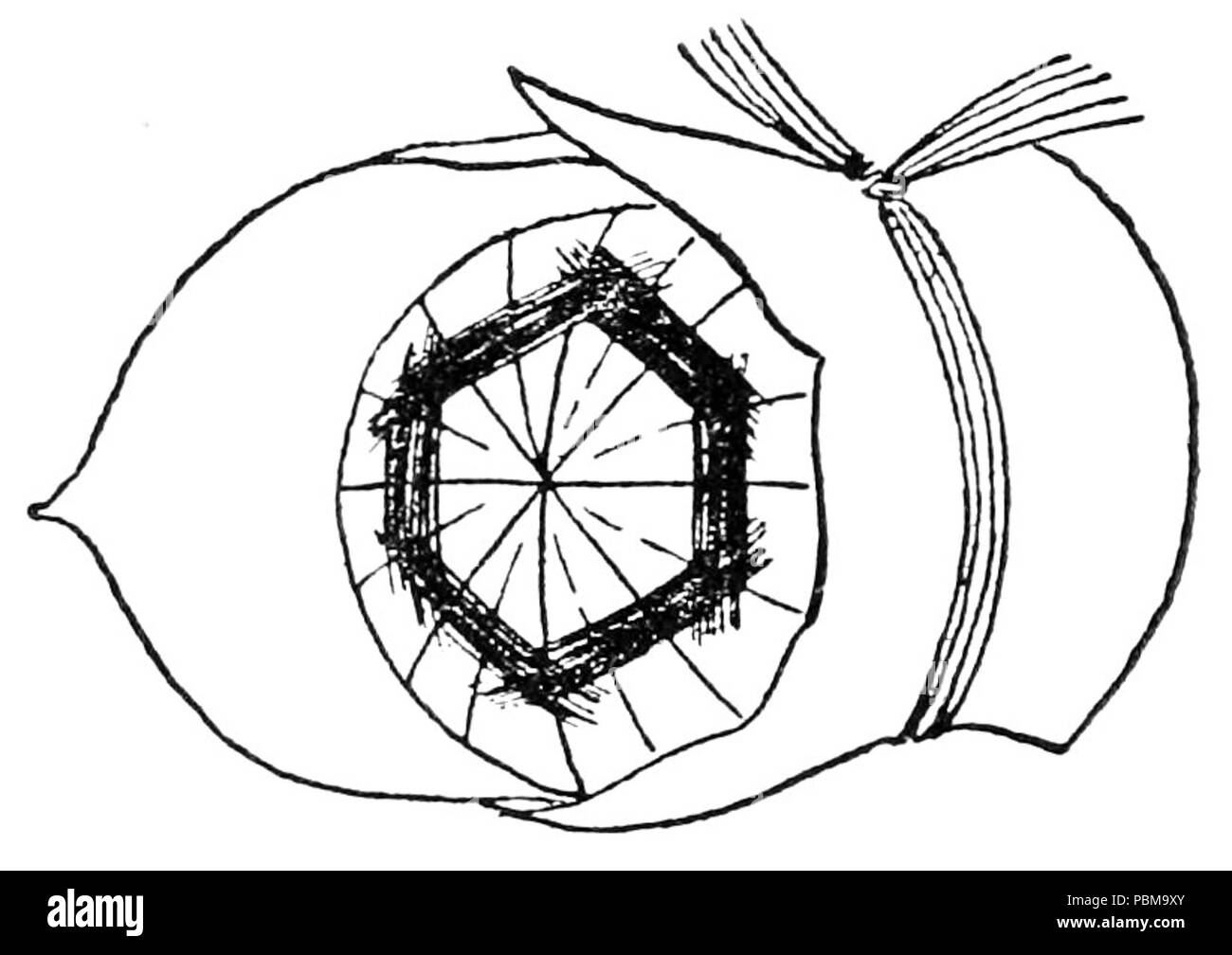 827 composizione floreale giapponese p040 Foto Stock