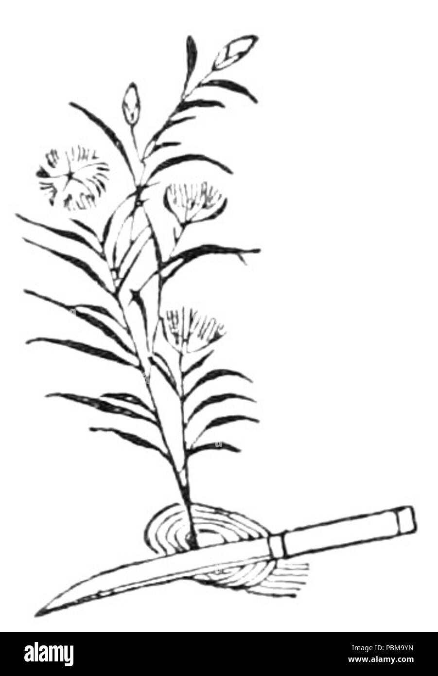 827 composizione floreale giapponese p092 3 Foto Stock