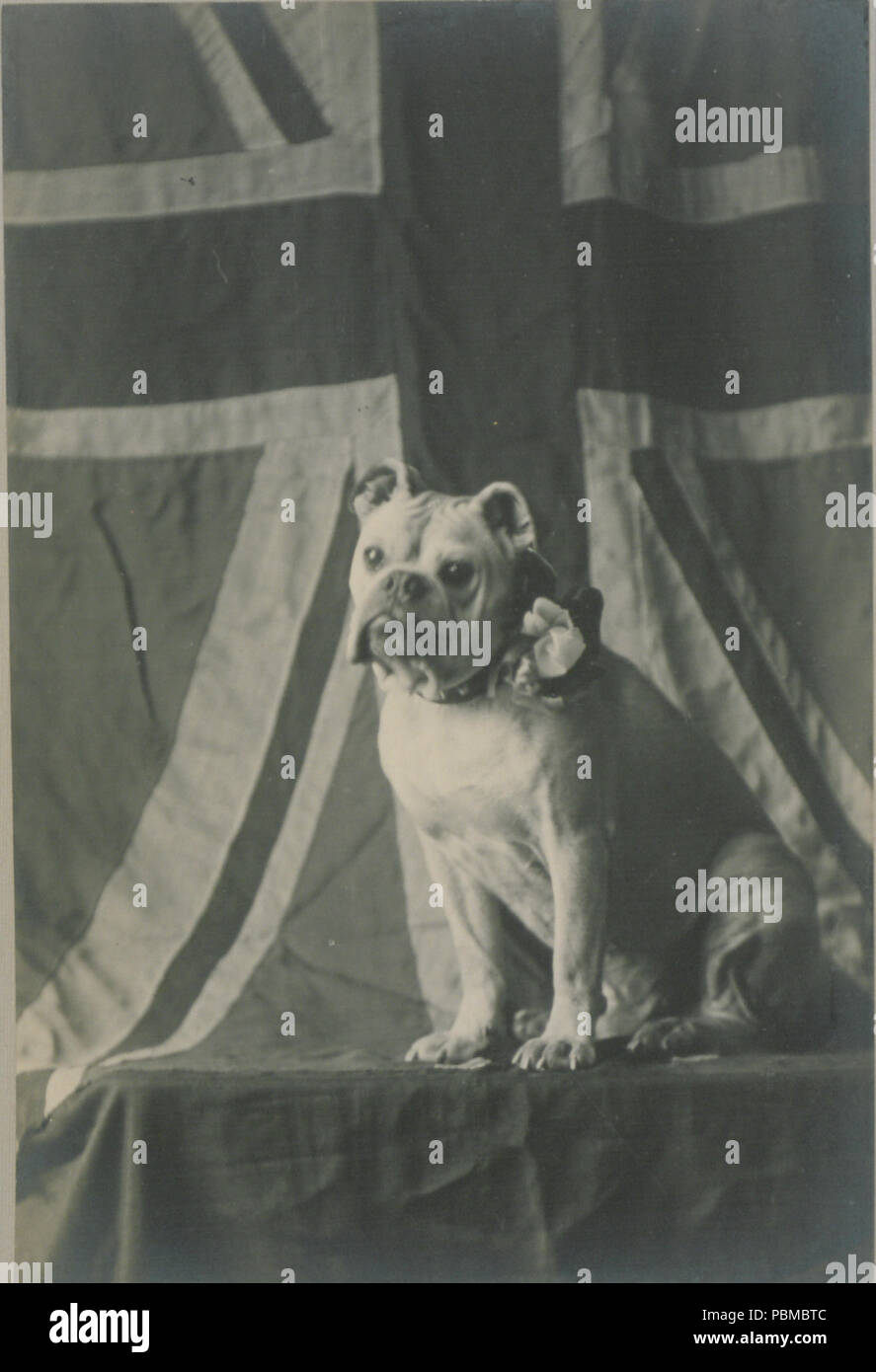 842 Joker in attesa per la chiamata (HS85-10-29607) Foto Stock