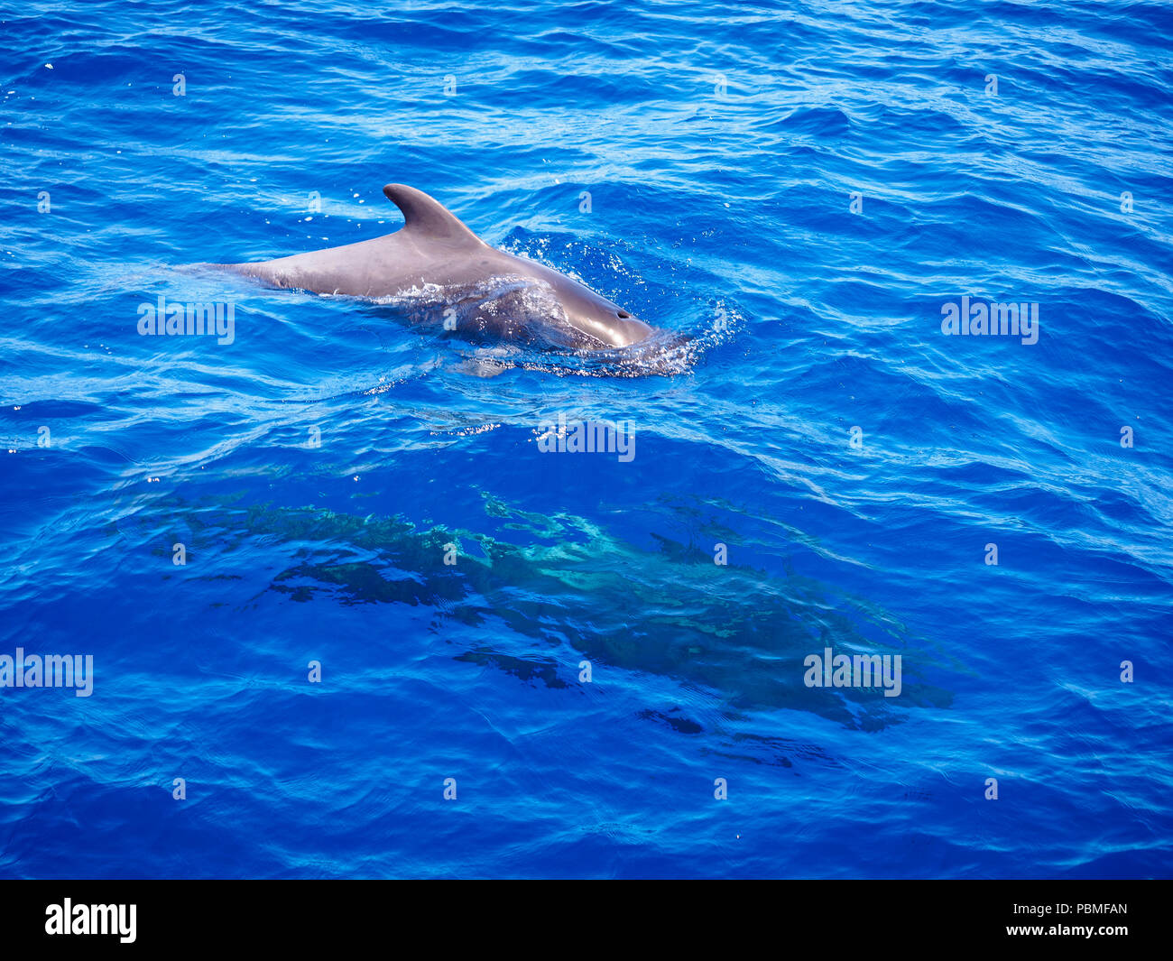 La balena pilota (Globicephala melas) libera in mare aperto di acqua in Tenerife (Spagna) Foto Stock