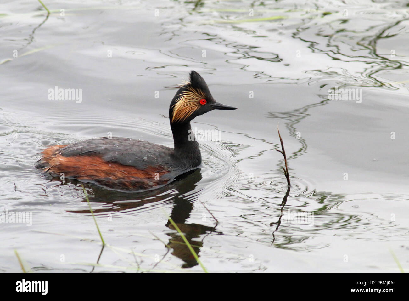 Eared Grebe (Podiceps nigricollis), Maggio 20th, 2018 Weisensee Slough, Minnehaha County, il Dakota del Sud Foto Stock