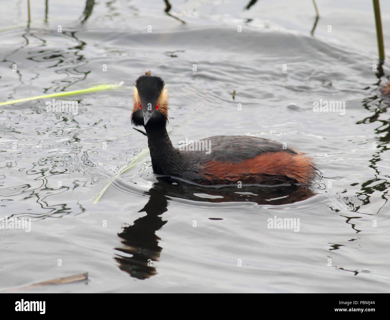 Eared Grebe (Podiceps nigricollis), Maggio 20th, 2018 Weisensee Slough, Minnehaha County, il Dakota del Sud Foto Stock