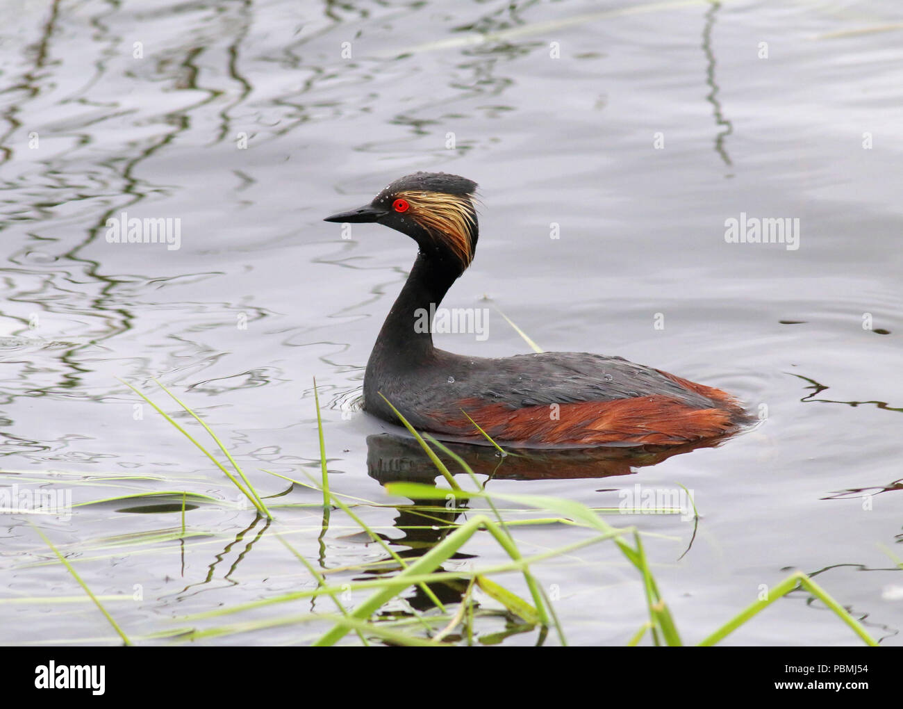 Eared Grebe (Podiceps nigricollis), Maggio 20th, 2018 Weisensee Slough, Minnehaha County, il Dakota del Sud Foto Stock
