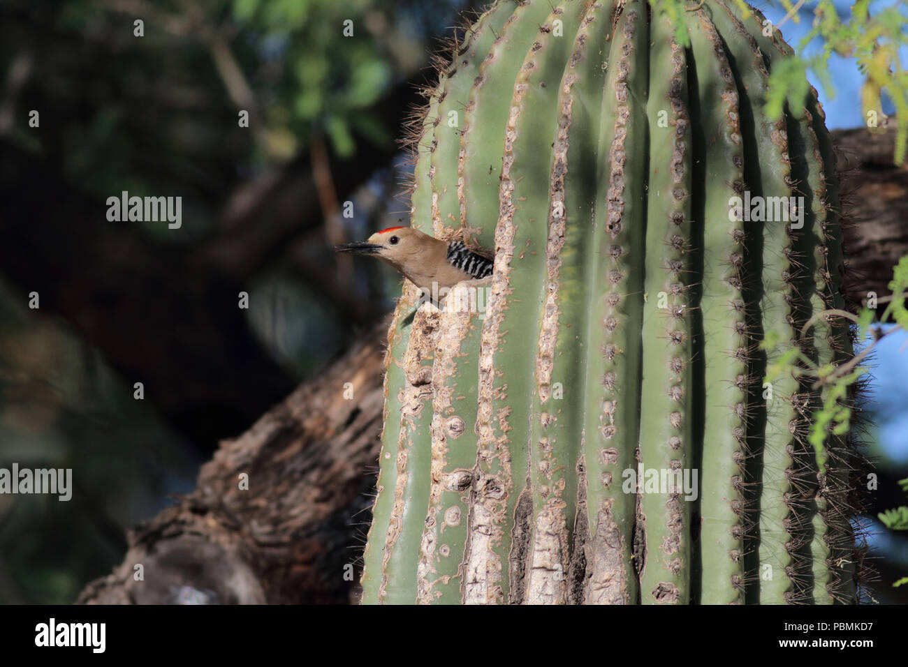 Gila picchio in aprile 21st, 2014 Tucson, Arizona Canon 70D, 400 5.6L Foto Stock