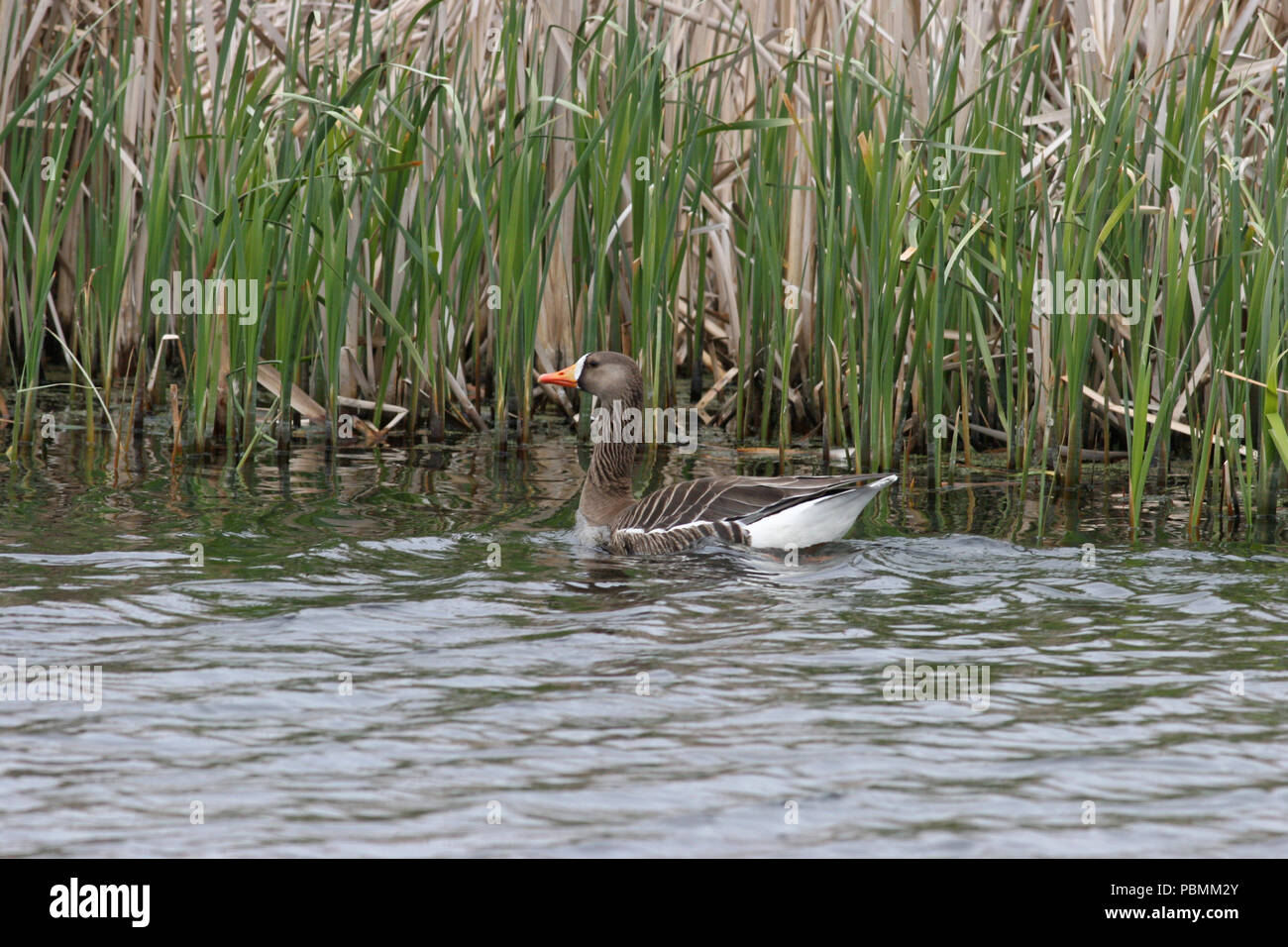 Maggiore bianco-fronteggiata Goose -- Aprile 30th, 2005 -- vicino al lago di Thompson Foto Stock
