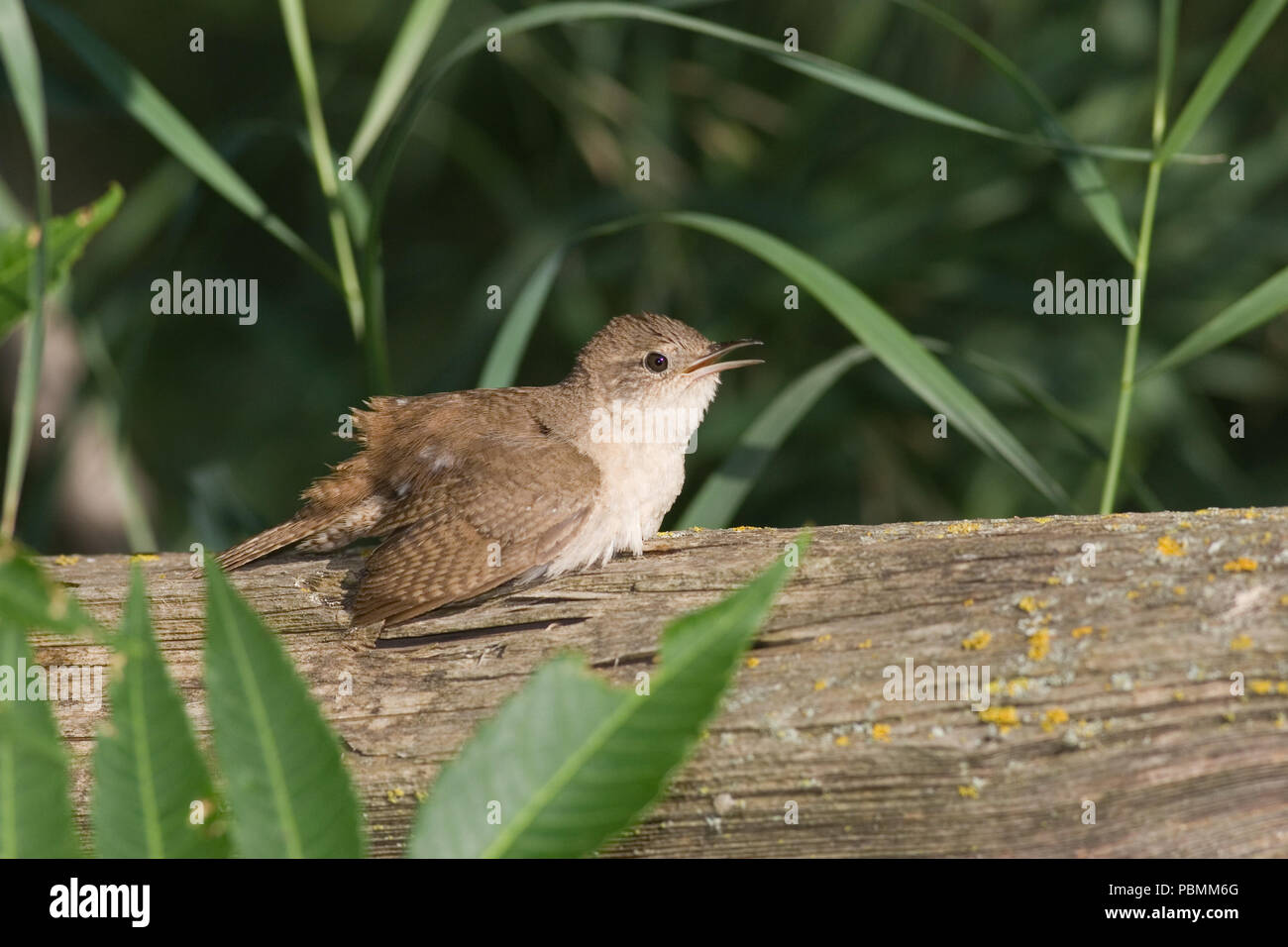 Casa Wren Luglio 20th, 2008 Newton Hills State Park, il Dakota del Sud Foto Stock
