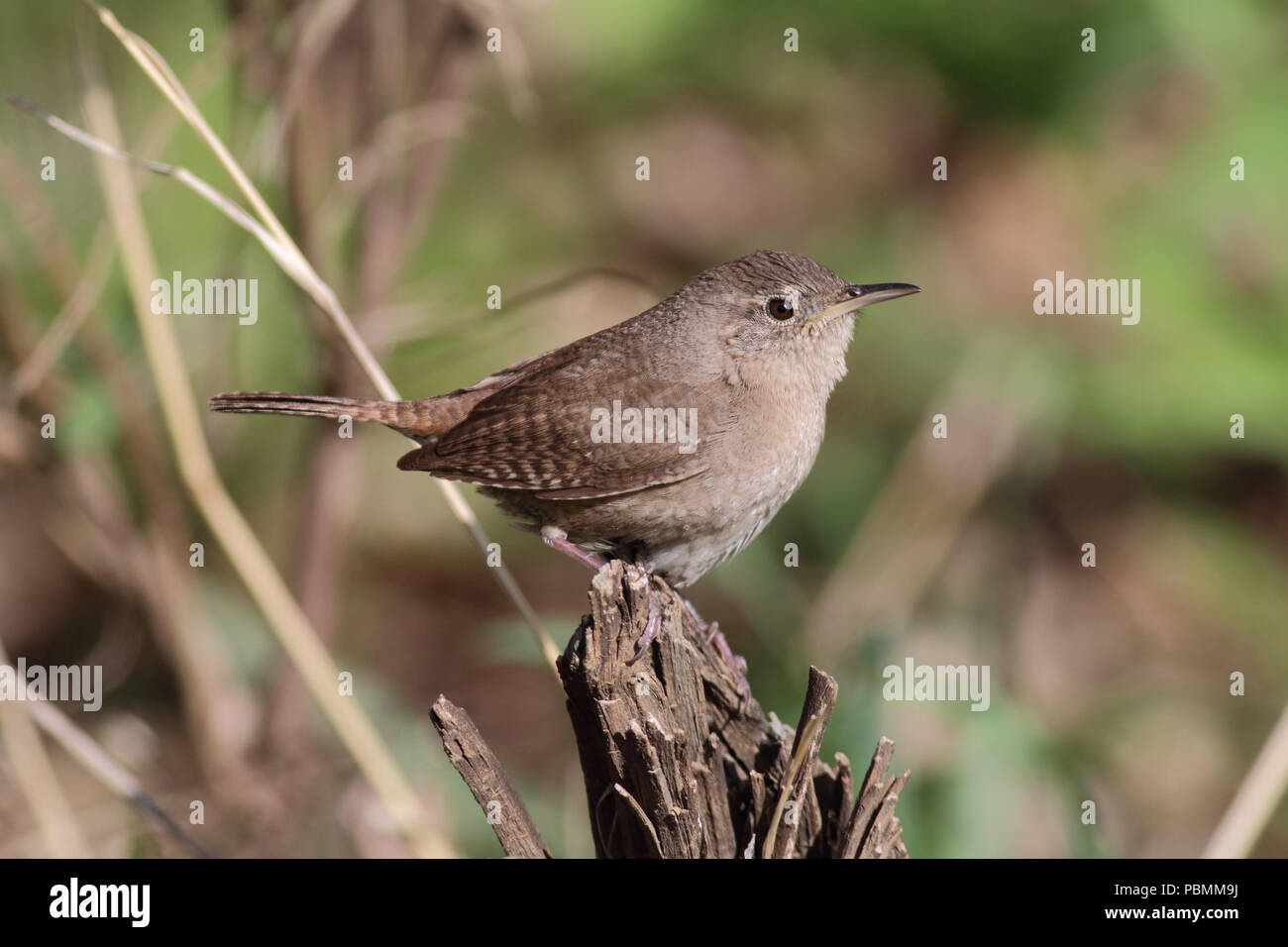 Casa Wren (Troglodytes aedon), Maggio 17th, 2014 Beaver Creek Natura zona vicino a Brandon, SD Foto Stock