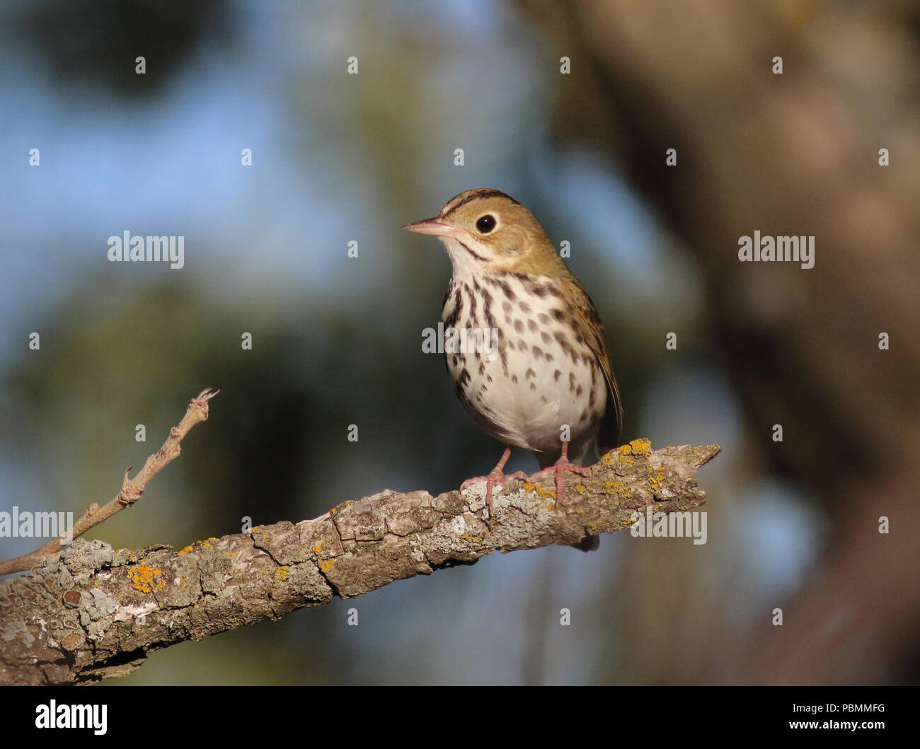 Ovenbird (Seiurus aurocapilla) 6 maggio 2017 Newton Hills State Park, il Dakota del Sud Foto Stock