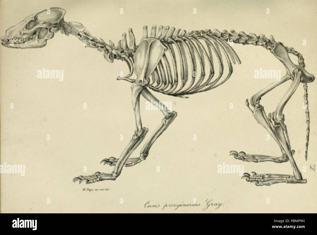896 Leopoldo v. Schrenck - Nyctereutes procyonoides scheletro Foto Stock