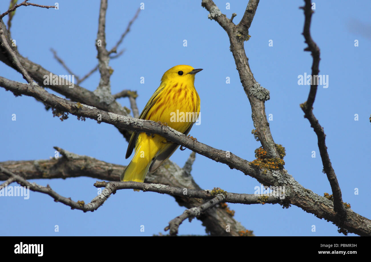 Giallo trillo 9 maggio 2011 Big Sioux Recreation Area vicino a Brandon, SD Foto Stock