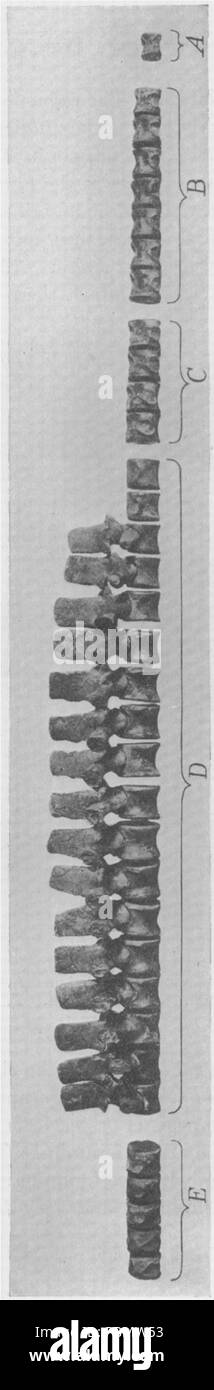 916 vertebre Leurospondylus vista laterale Foto Stock