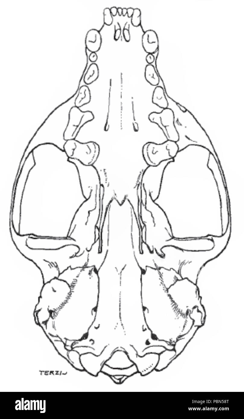 1001 Martesmartesskull3 Foto Stock