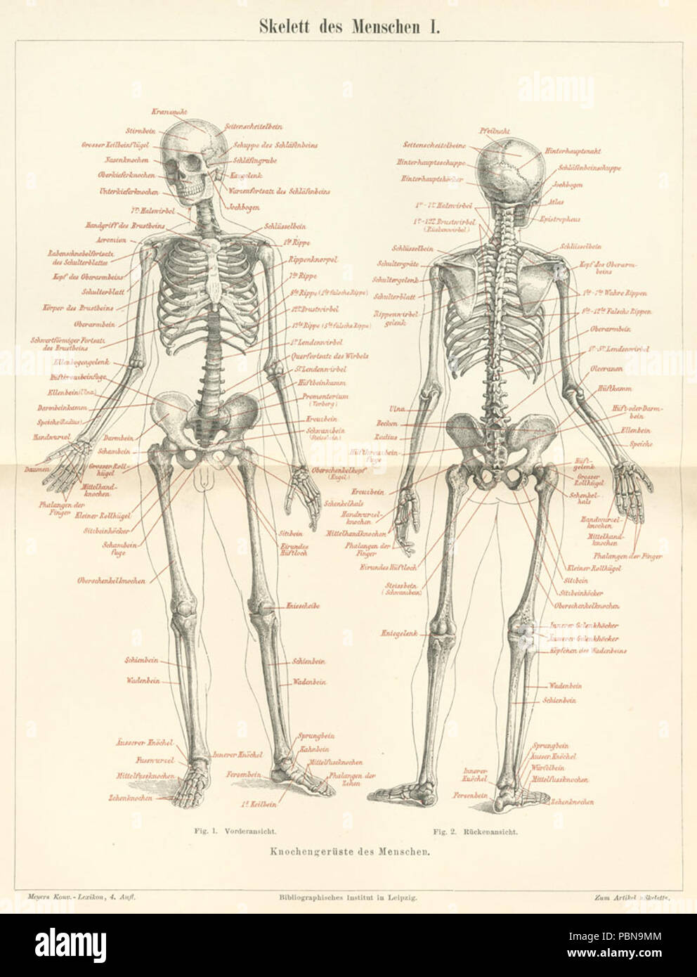 . Deutsch: Tafel "Skelett des Menschen io" zum Artikel "Skelett", Bildunterschrift: Knochengerüste des Menschen. Fig. 1. Vorderansicht. Fig. 2. Rückenansicht. Dal 1885 fino al 1890 1028 Meyers b14 s1014a Foto Stock