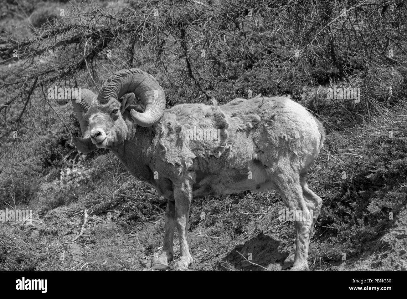 Bighorn Ram nel Parco Nazionale di Jasper, Alberta, Canada Foto Stock