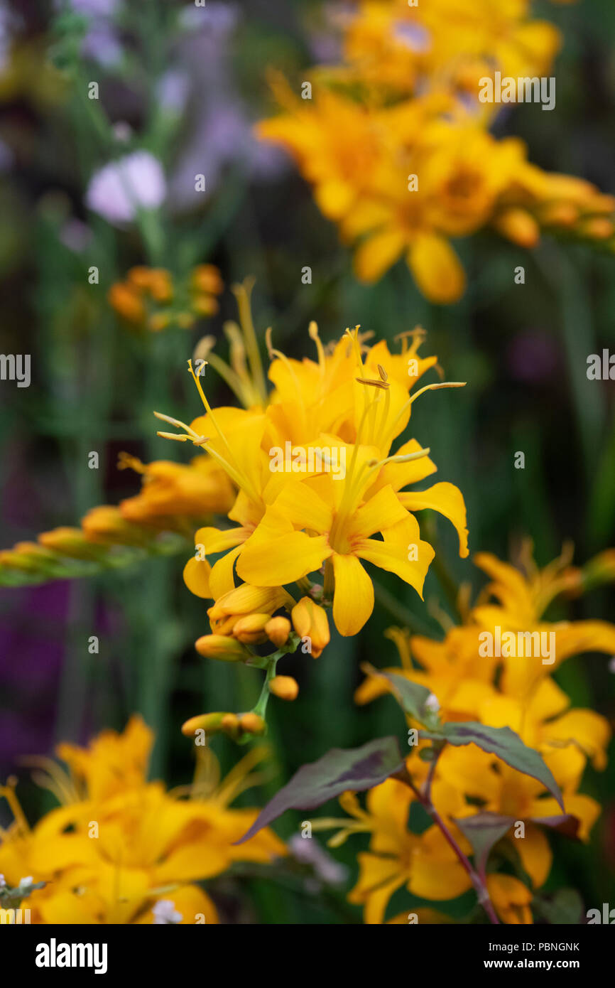 Crocosmia 'Rowallane giallo'. Montbretia 'Rowallane yellow' fiori Foto Stock