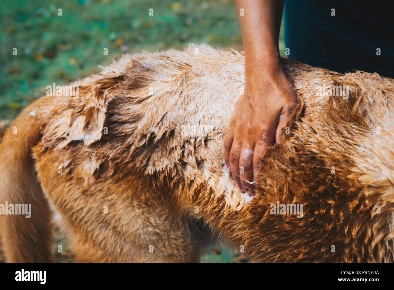 Donna toelettatura yellow dog con shampoo Foto Stock