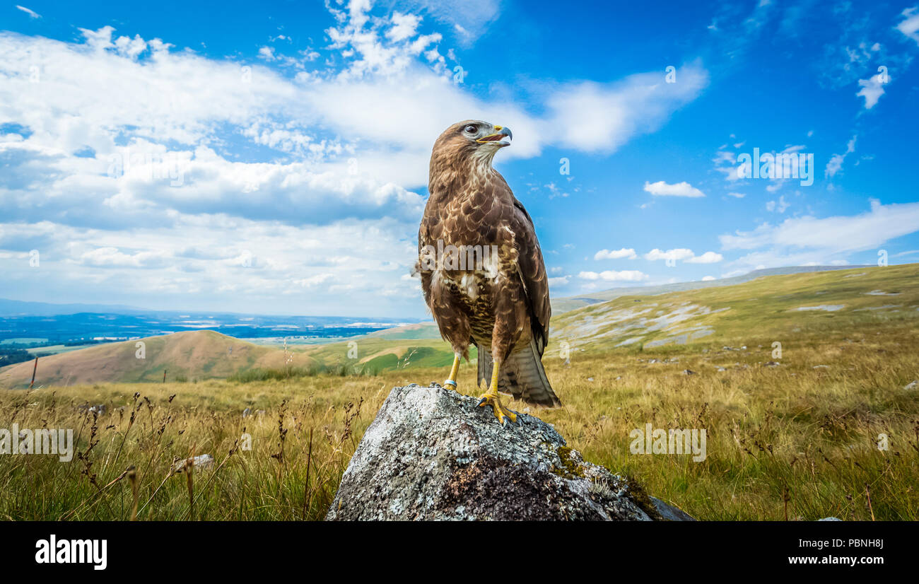 La poiana, poiana, nome scientifico: Buteo buteo, appollaiato su un lichene coperto rock nel Lake District inglese con viste panoramiche. Posizione orizzontale Foto Stock