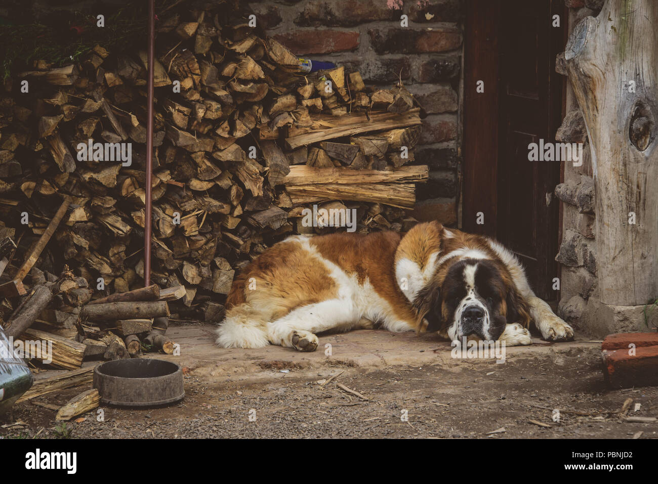 Carino St Bernard dormire accanto al mucchio di legno tritato Foto Stock