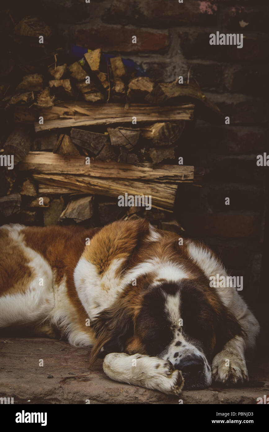 Carino St Bernard dormire accanto al mucchio di legno tritato Foto Stock