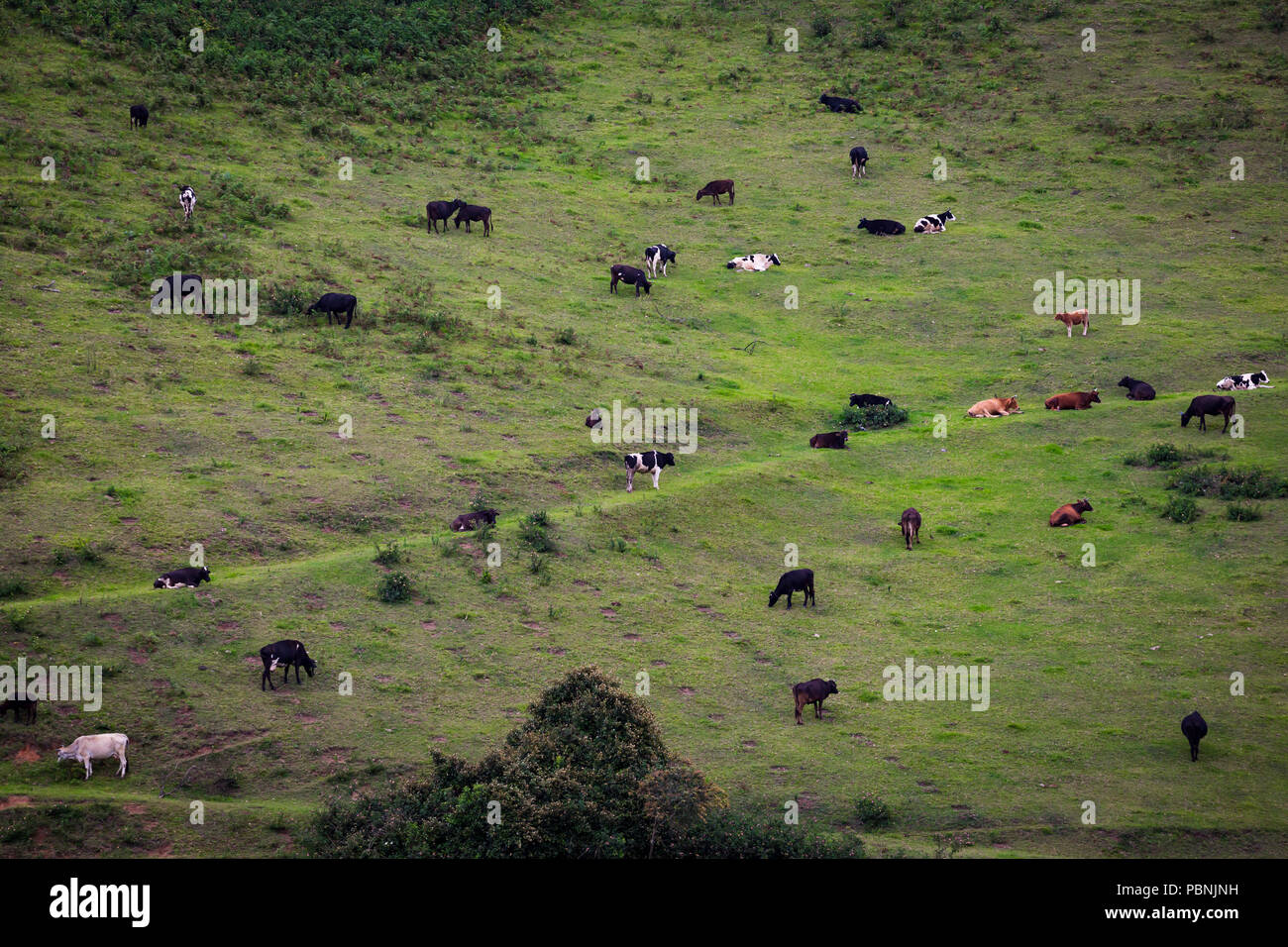 Scenic - prati pascolano vacca - paesaggio da sogno - paesaggio panoramico - bella - panorama - il bestiame pascola sui prati aperti Foto Stock