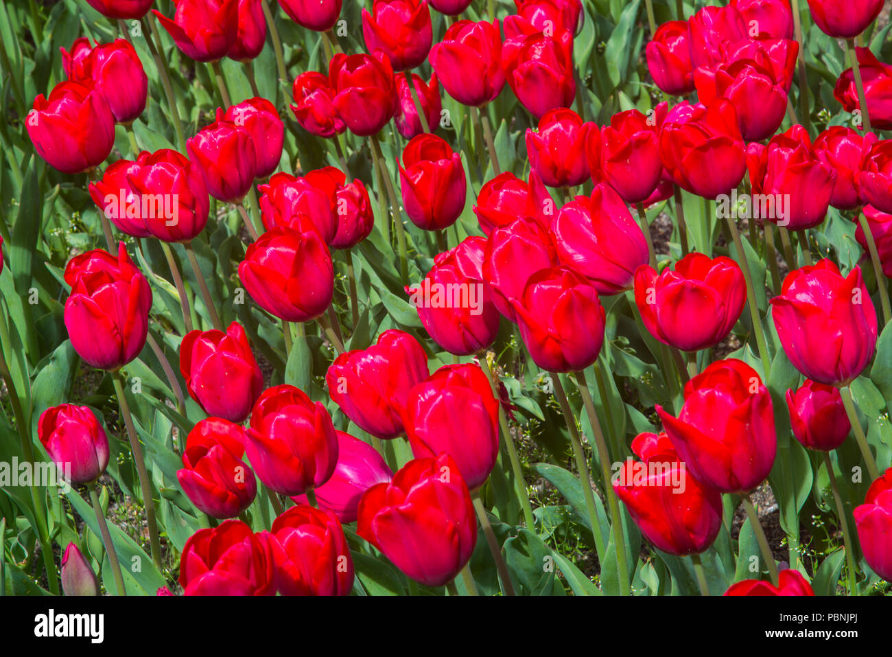 Red tulip fiori. Foto Stock