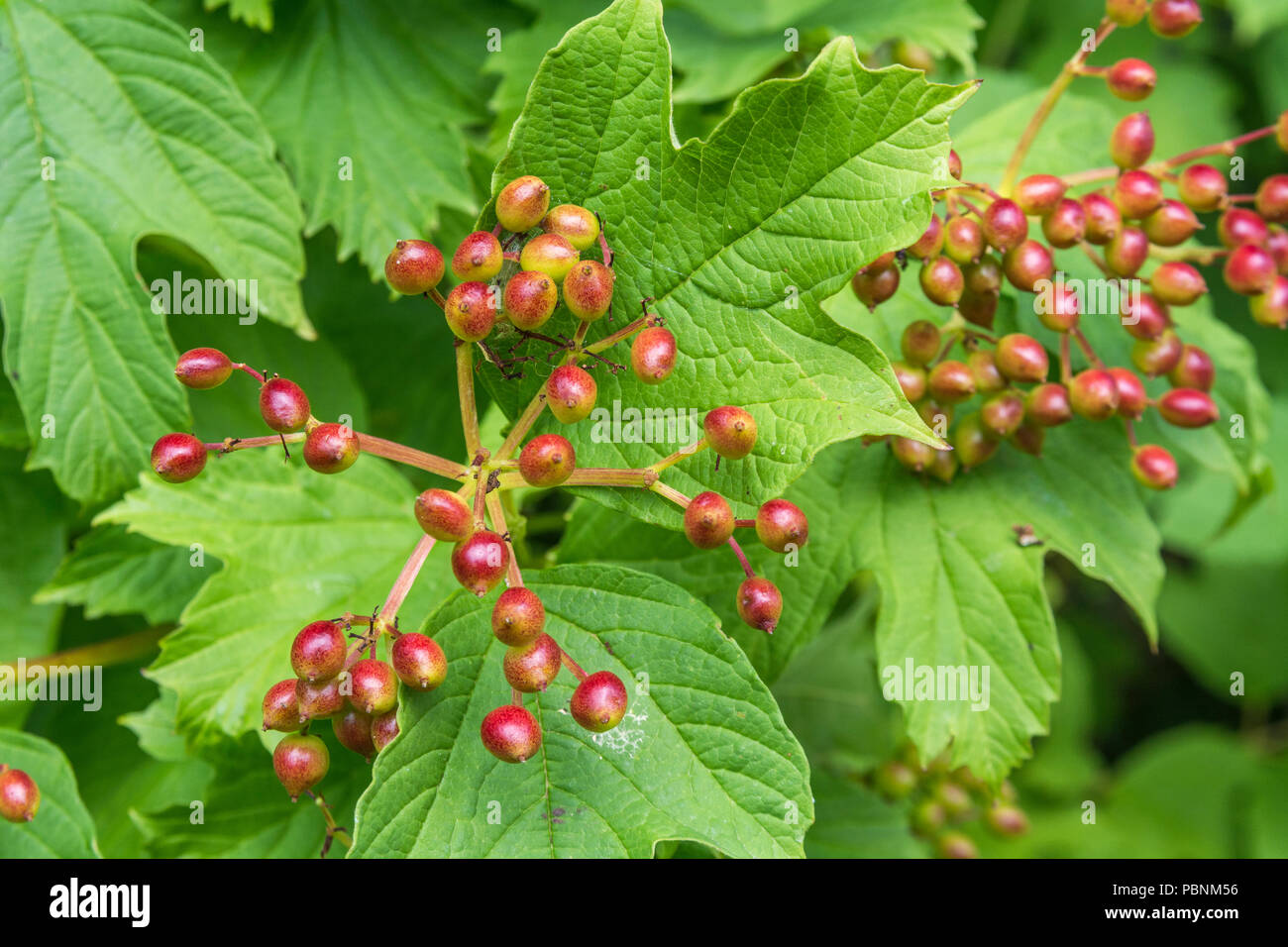 Fogliame e frutti di bosco di Guelder Rose / Viburnum opulus. Bacche selvatiche del Regno Unito. Foto Stock