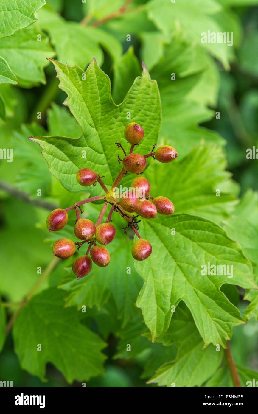 Fogliame e frutti di bosco di Guelder Rose / Viburnum opulus. Bacche selvatiche del Regno Unito. Foto Stock
