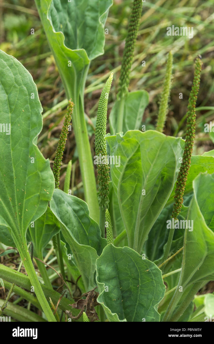 Fogliame / foglie di una coppia maggiore piantaggine [Planzago principali]. Foto Stock