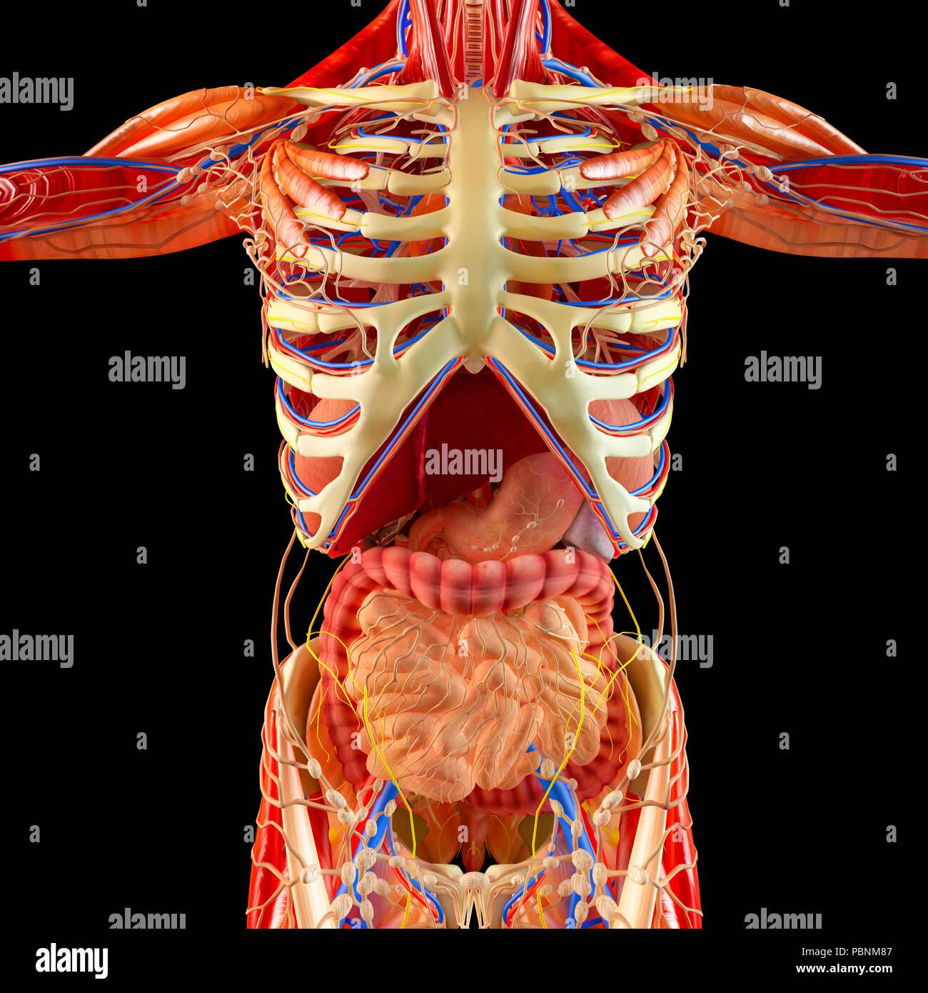 Il corpo umano, sistema muscolare, organi interni e sistema digestivo, anatomia Foto Stock