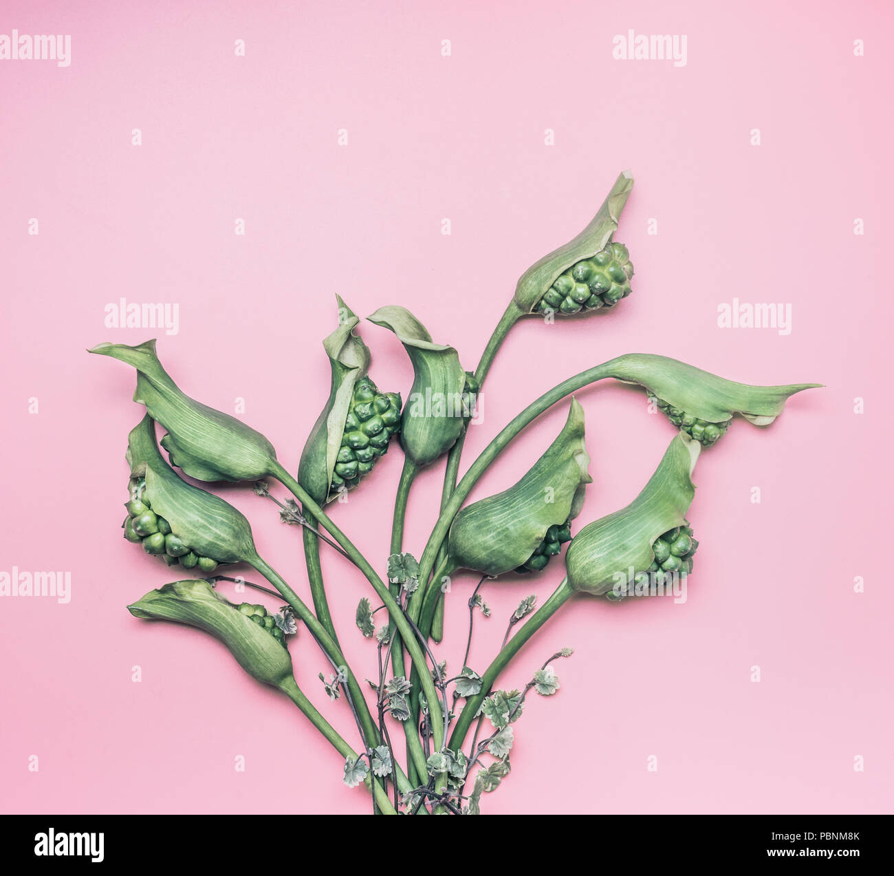 Green calla mazzo di fiori sul rosa pastello sfondo, vista dall'alto. Creative floreali e layout di botanica. Concetto di natura Foto Stock