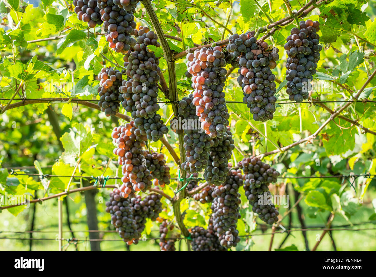 Il Pinot Grigio vitigno. Il Pinot Grigio è un vino bianco varietà di uva che è ottenuto da uve con grigiastro, bianco rosso e o violacea. A sud di ty Foto Stock