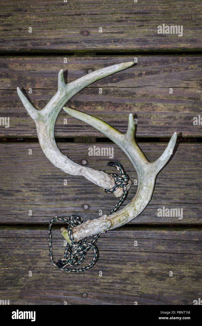 Stagione di caccia. Culbianco cervo corna di battito per attrarre bucks durante la stagione di caccia. Attività ricreative outdoor sport attività di caccia per cervi.. Foto Stock
