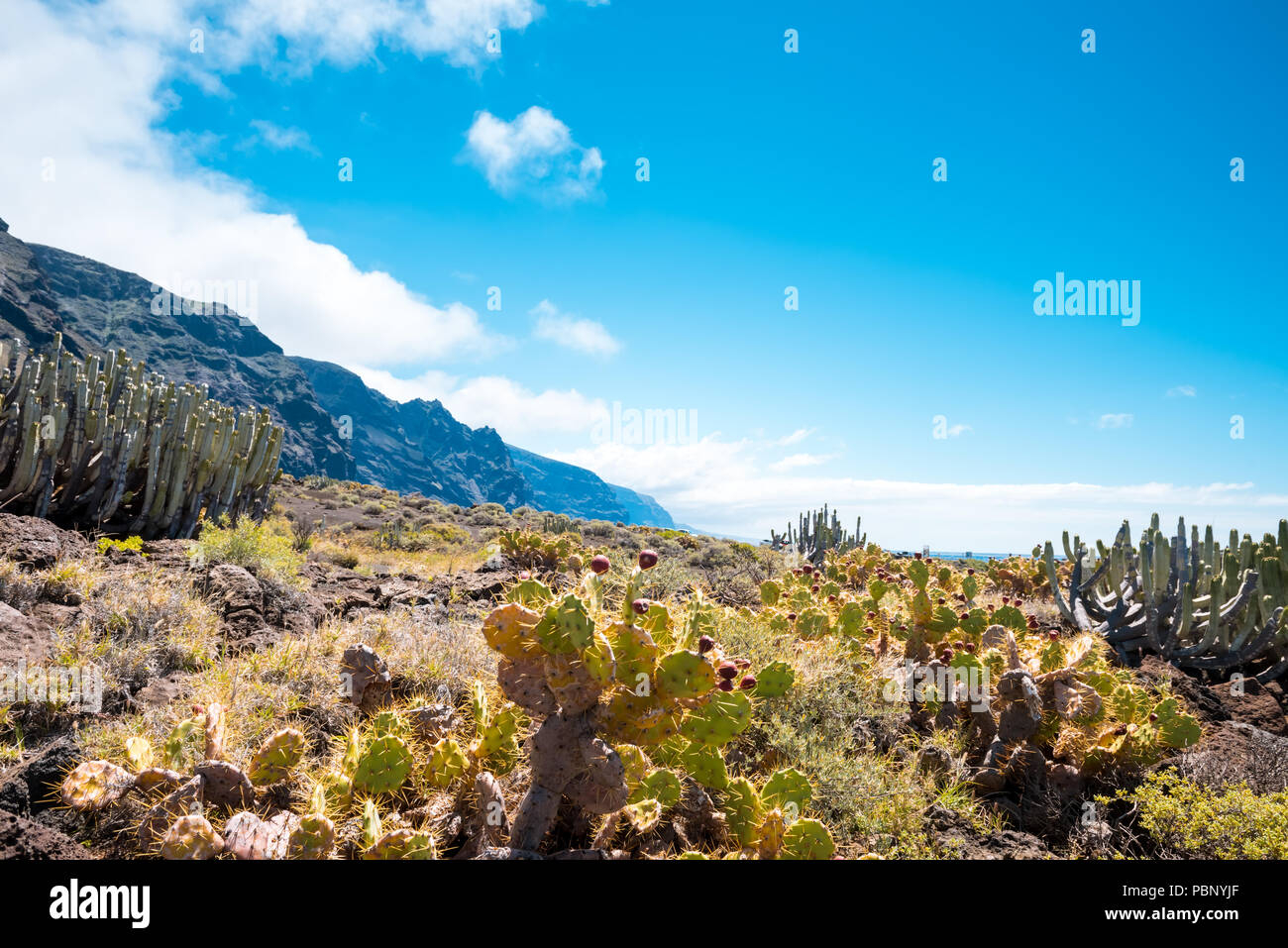 Deserto di cactus tramonto a Tenerife Canary Island Foto Stock