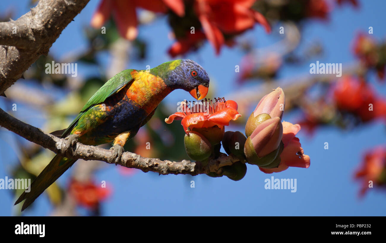 Rainbow Lorikeet assaporerete Kapuk fiori Foto Stock