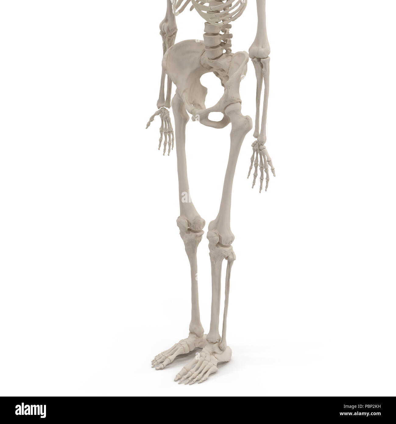 Femmina corpo inferiore scheletro sul bianco. 3D illustrazione